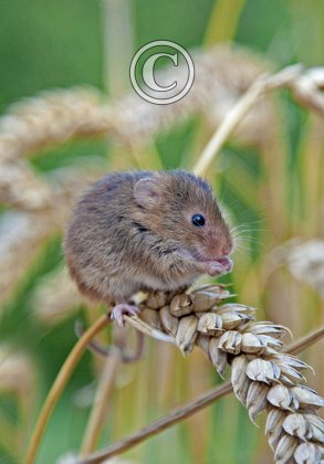 Harvest Mouse DM0584